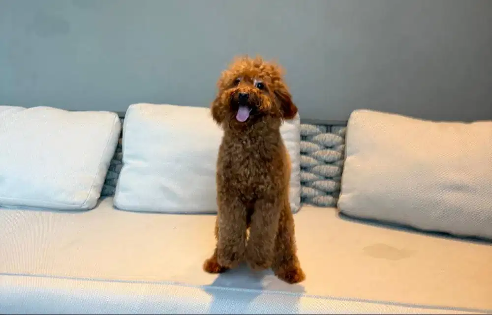 DIJUAL RED TOY POODLE 2JT