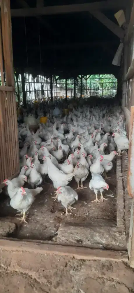 operator ternak ayam ,terbiasa kerja berat ,hidup mandiri
