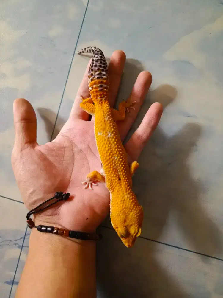 Leopard Gecko cantik