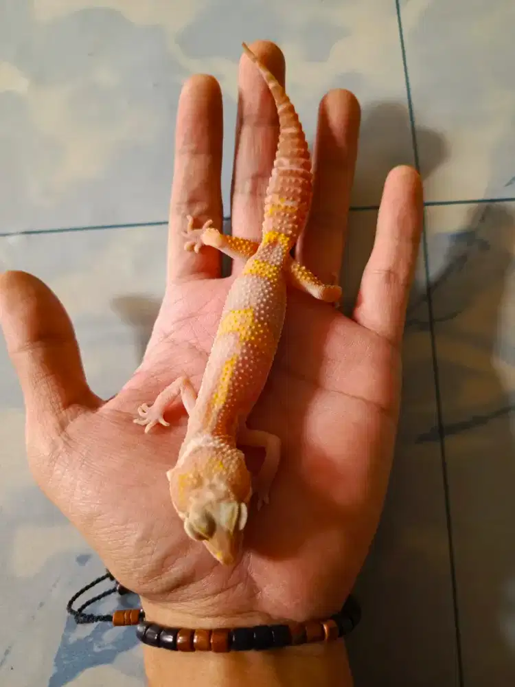 Gecko tokek hias