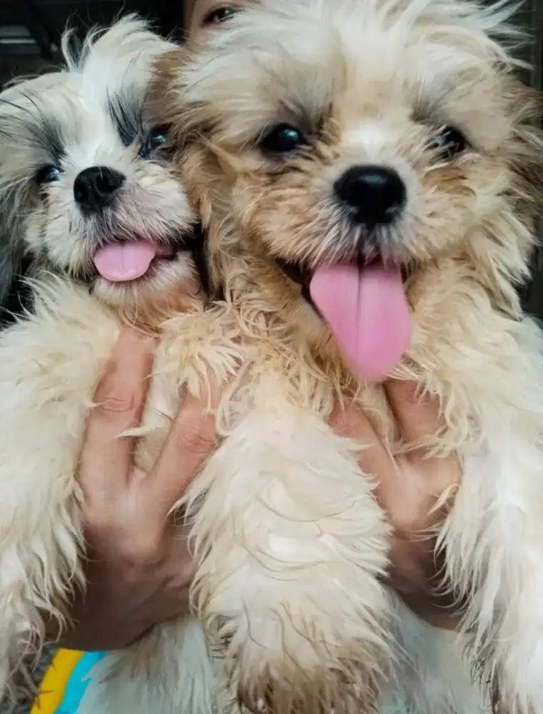 Shihtzu : anakan dan indukan