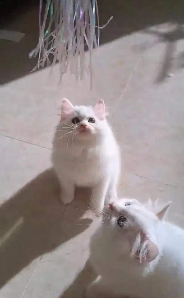 Kucing Persia x Ragdoll