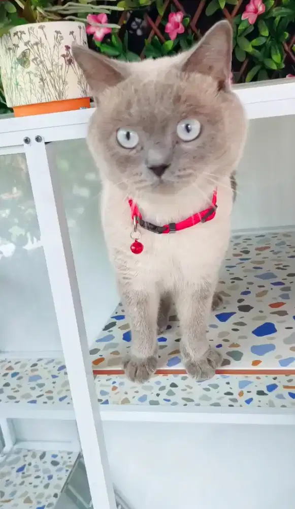 Kucing BSH JANTAN + kandang alumunium