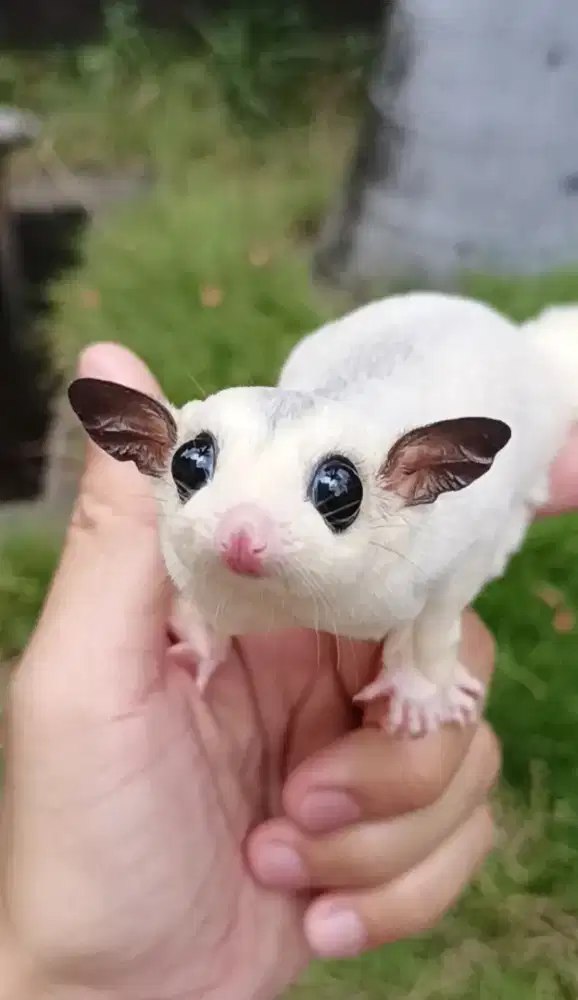 Sugar glider mozaic betina 6 bulan