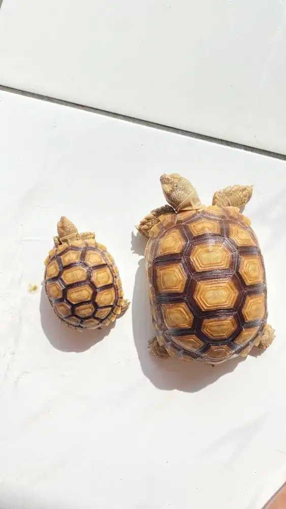 SULCATA 13 CM & 8 CM