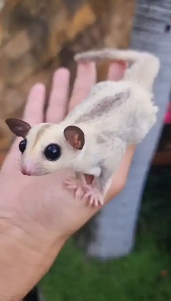Sugar glider Platinum jantan 2 bulan