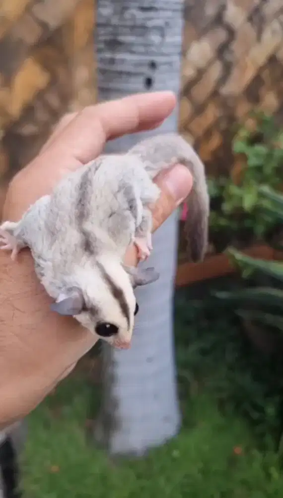 Sugar glider platinum betina 1.5 bulan