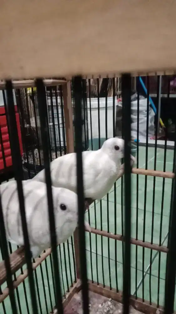 Burung perkutut putih mata merah,sepasang