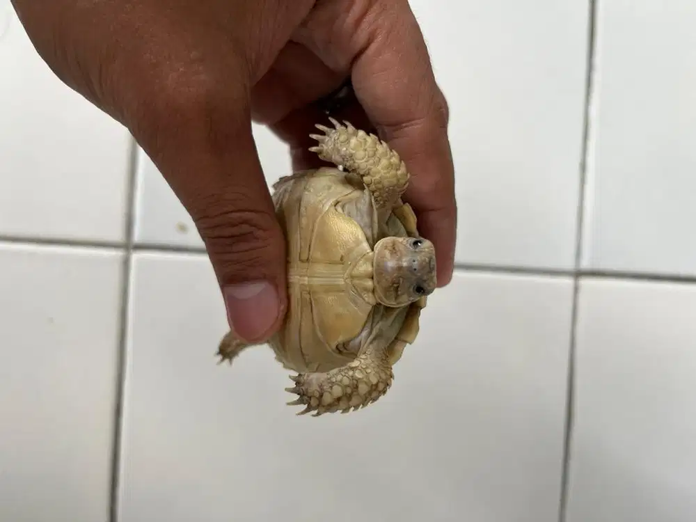 Sulcata Dotless Cerah