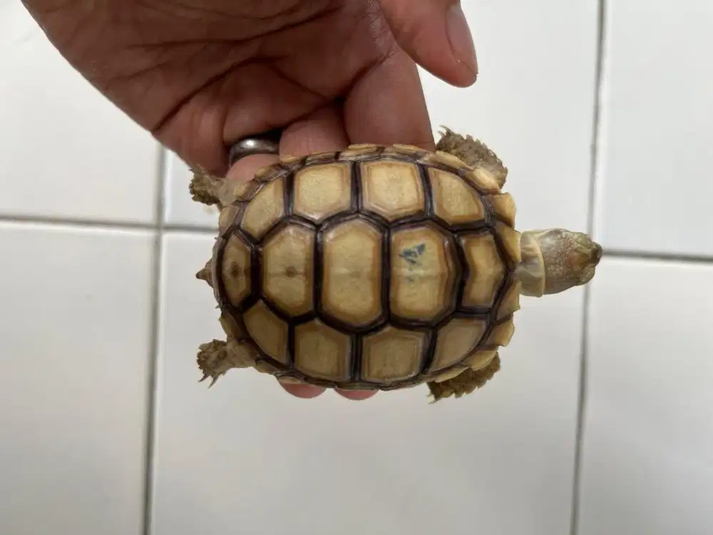 Sulcata Dotless Cerah