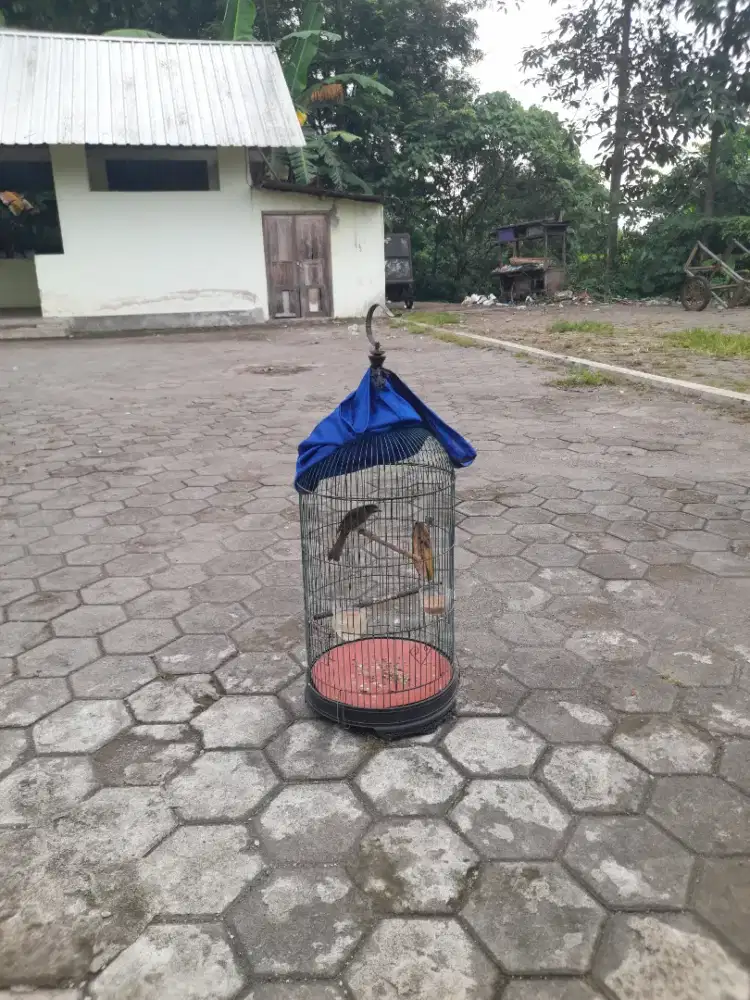 Trucuk fullssett+sangkarnya