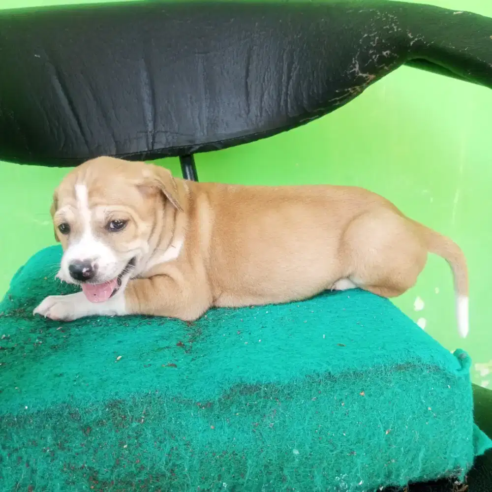 anak anjing pitbull