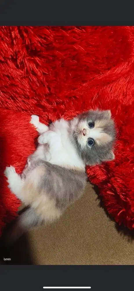 Kitten persia medium betina