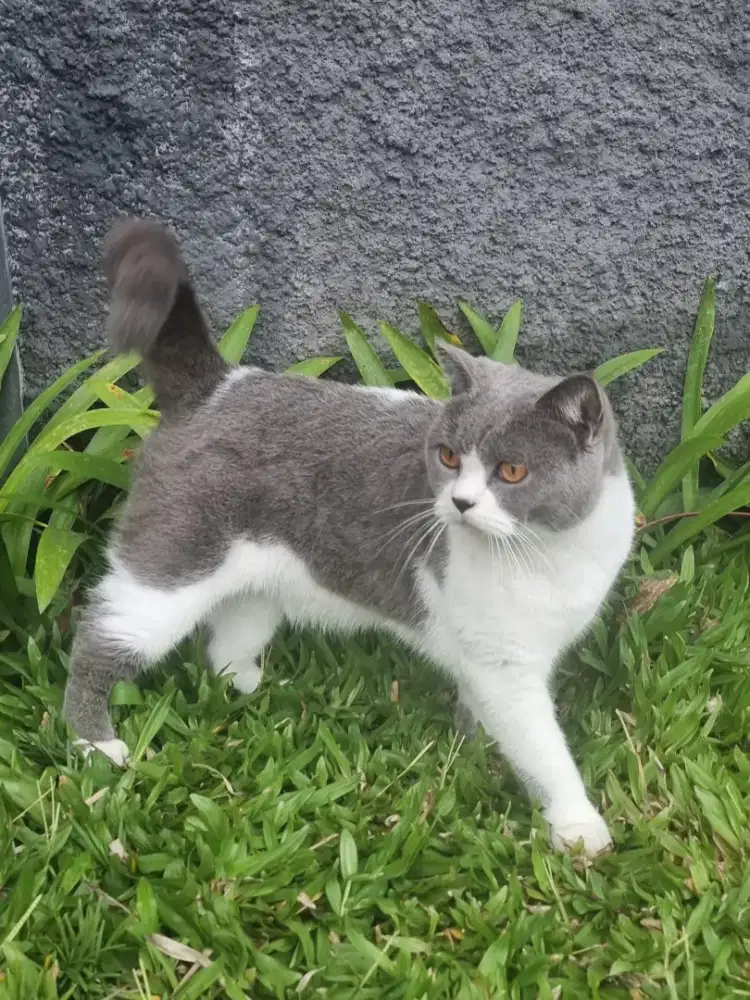 Kdg Kucing British Shorthair 12 bulan Jantan