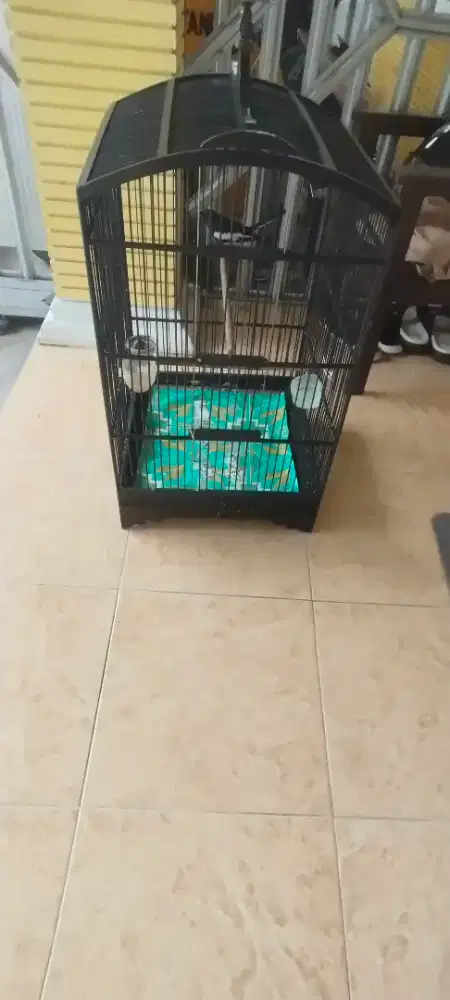 Kacer poci sama sangkr