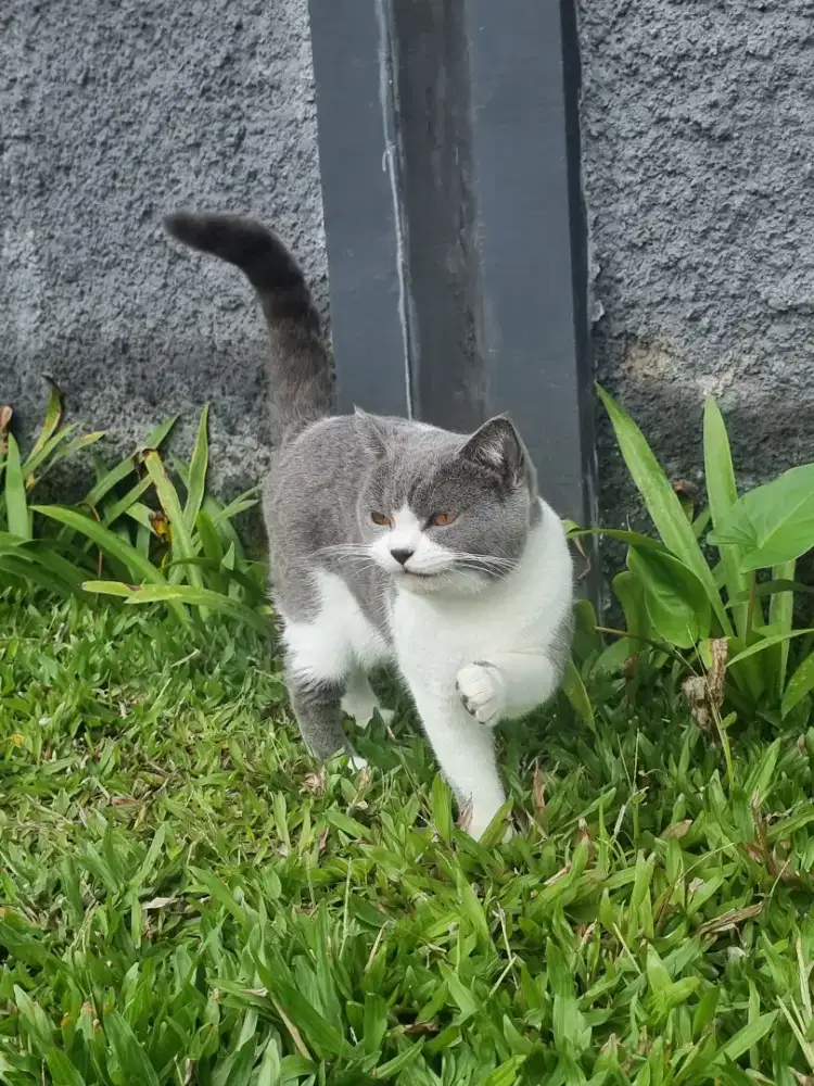 Kdg Kucing British Shorthair 12 bulan jantan