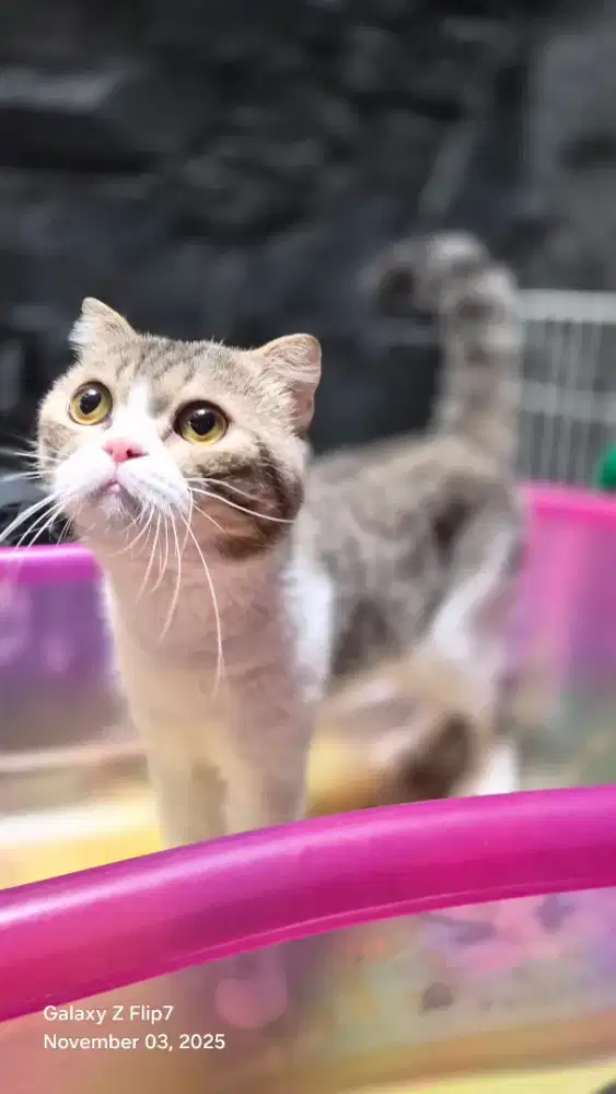 BSH Scottish Fold Jantan