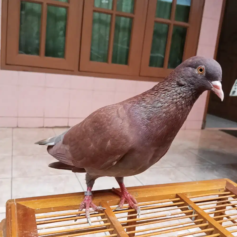 Burung dara merpati player kolongan