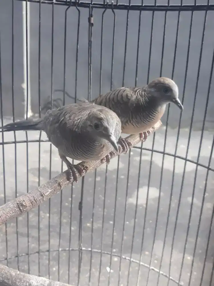 perkutut lokal sepasang rawatan