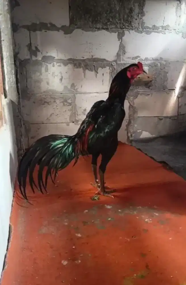 Ayam bangkok .angon casing bk