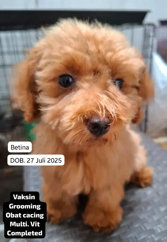 Toy Poodle (Fast Sale)