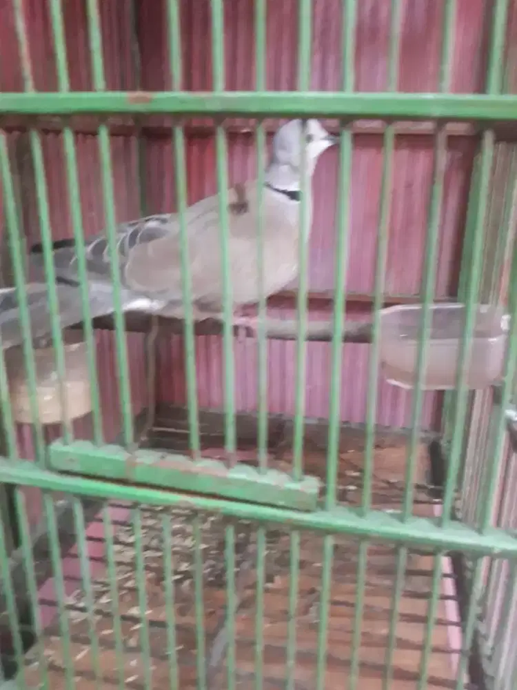 dederuk tikukur dah bunyi