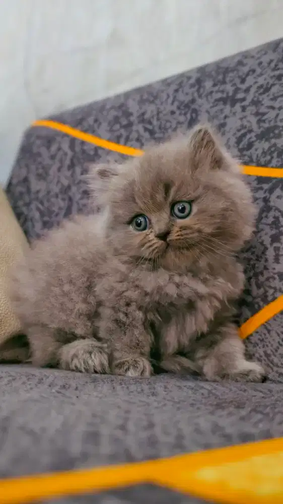 British Longhair Murmer