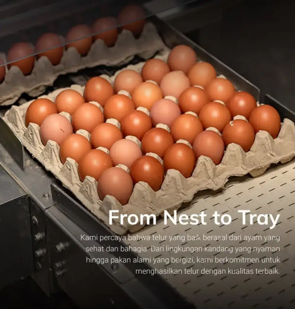 Telur ayam Grade A Tonase Murah