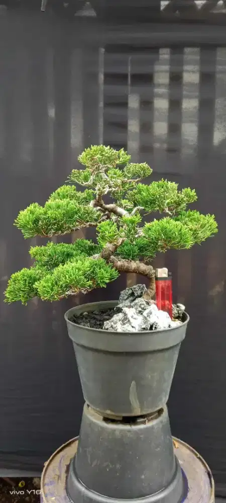 Bonsai cemara siap pajang