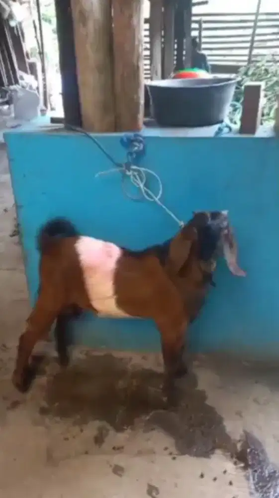 Kambing Kendit Merah