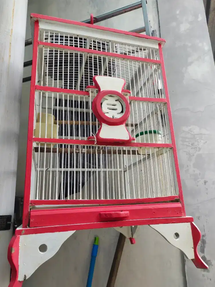 Burung Kacer Fullset