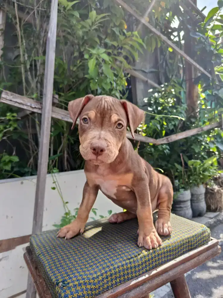 Pitbull XL Red Tan Female 2 bulan