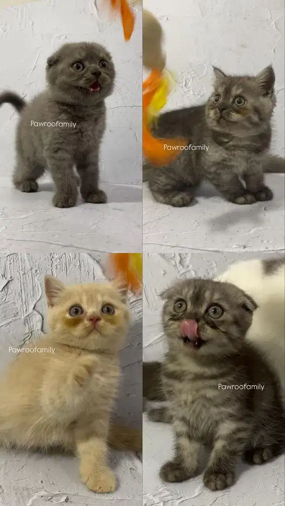 BSH X Scottish Fold Muka Terdy Bear