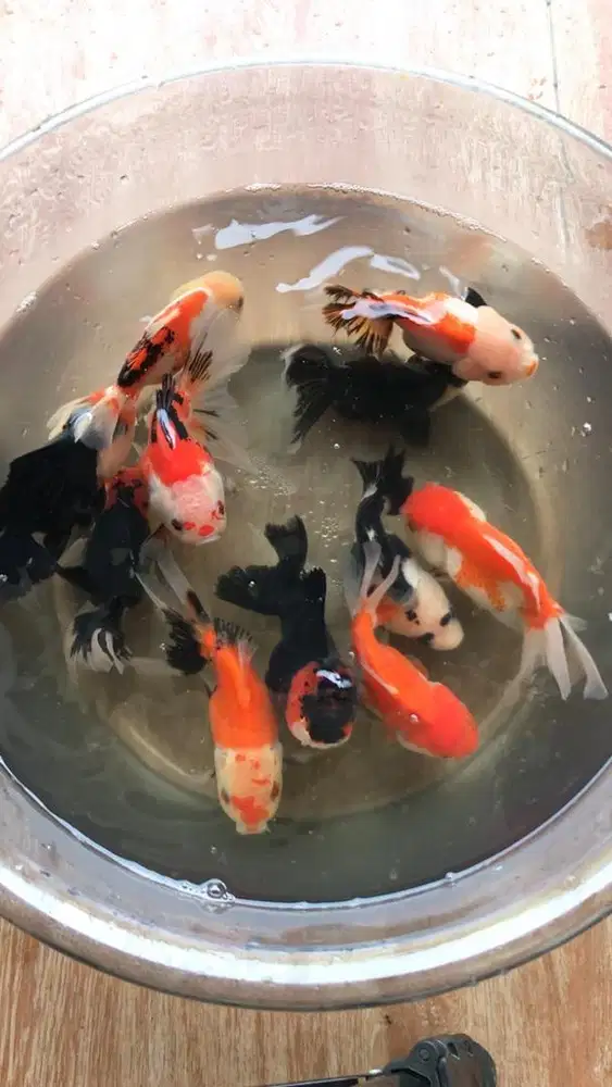 Mas koki oranda panda