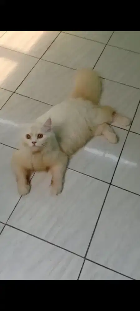 Kucing Persia Jantan Bigbone 8 bulan, gemoy bgt