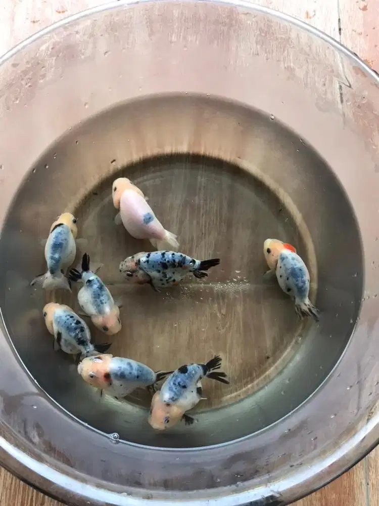 Mas koki Ranchu sapi