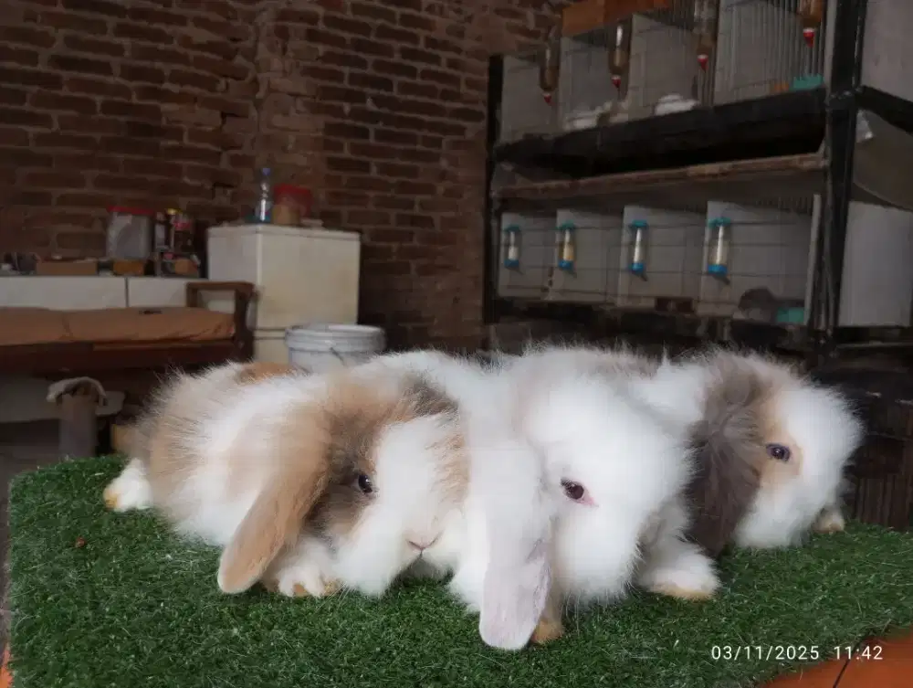 Kelinci Fuzzy Lop bulu halus Lebat lucu