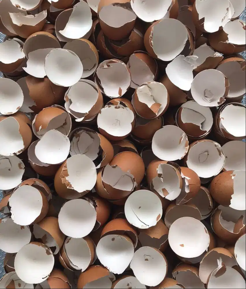 CANGKANG TELUR / KULIT TELUR / CANGKANG TELUR AYAM NEGERI