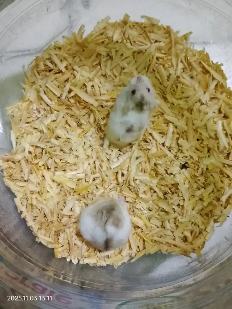 Hamster Campbell Lucu