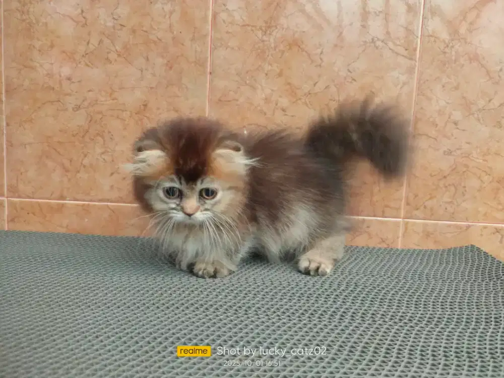 Munchkin gaelic/ Munchkin scottish fold betina