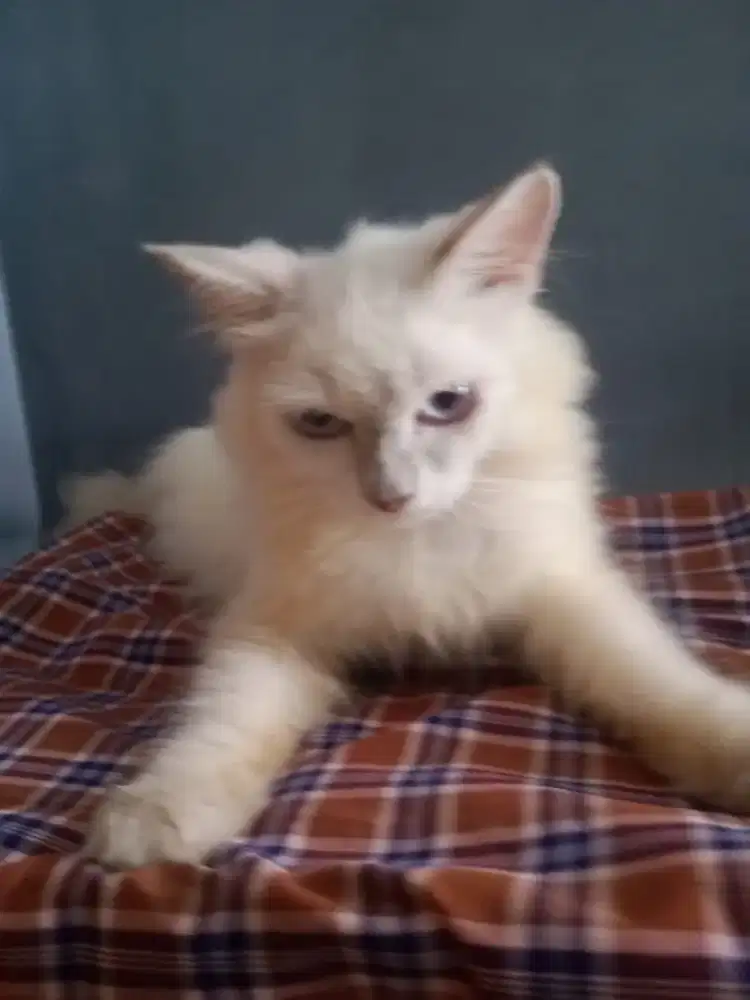 Kucing ragdoll usia 8bln dan Persia abu 7bln smua betina