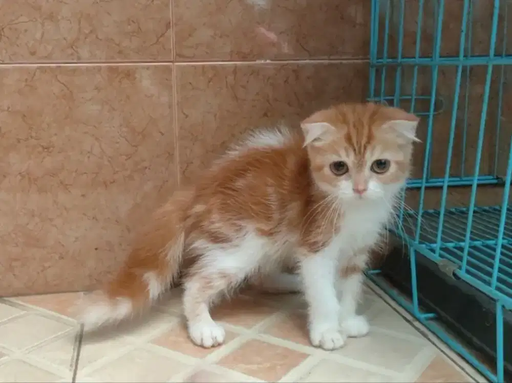 Kucing/ kitten Scottish fold jantan