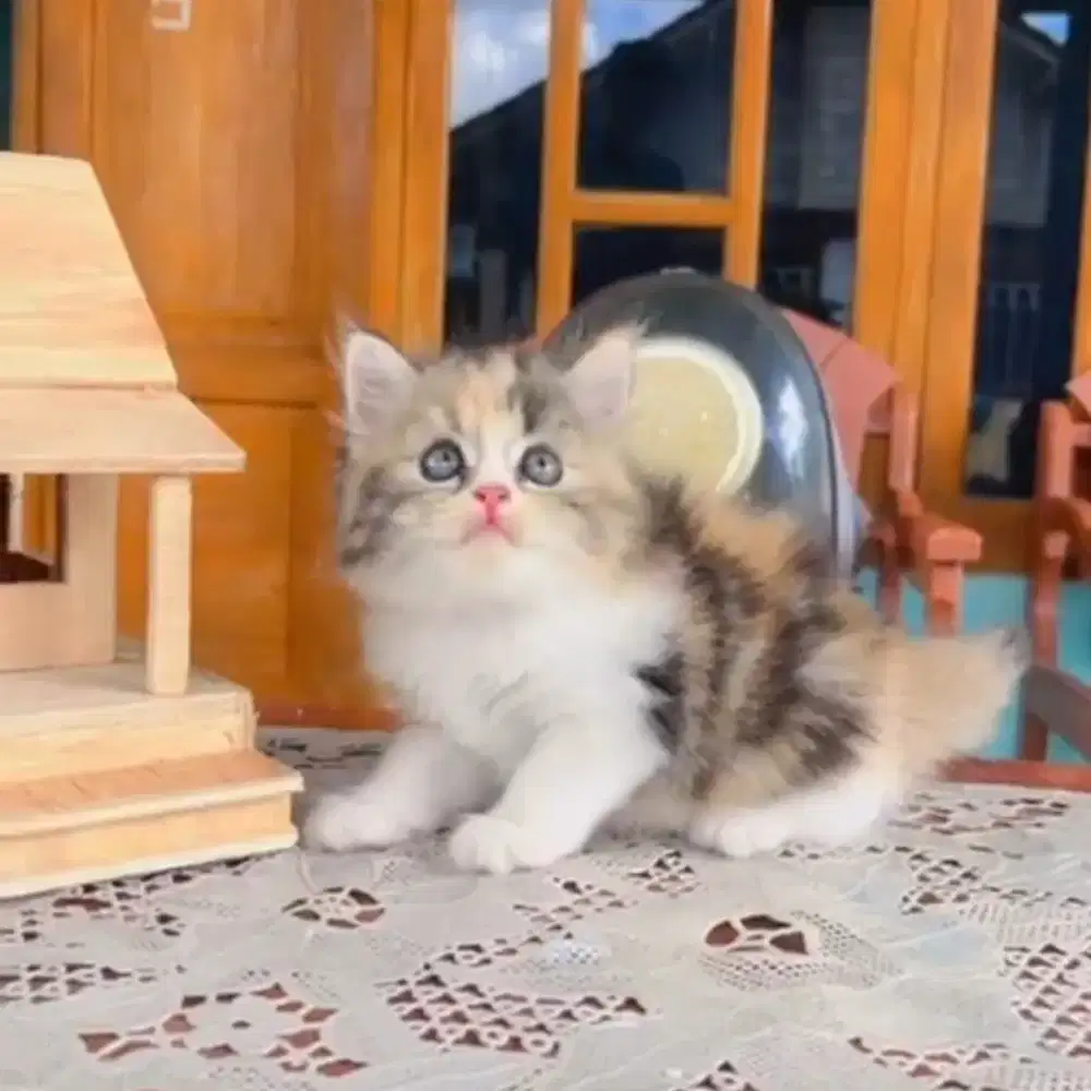 Kucing Kitten persian flatnose