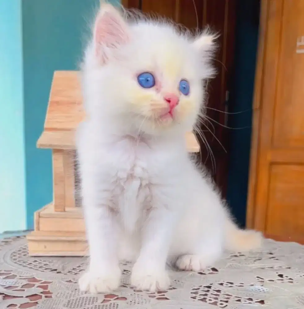 Kucing Kitten himalaya red point