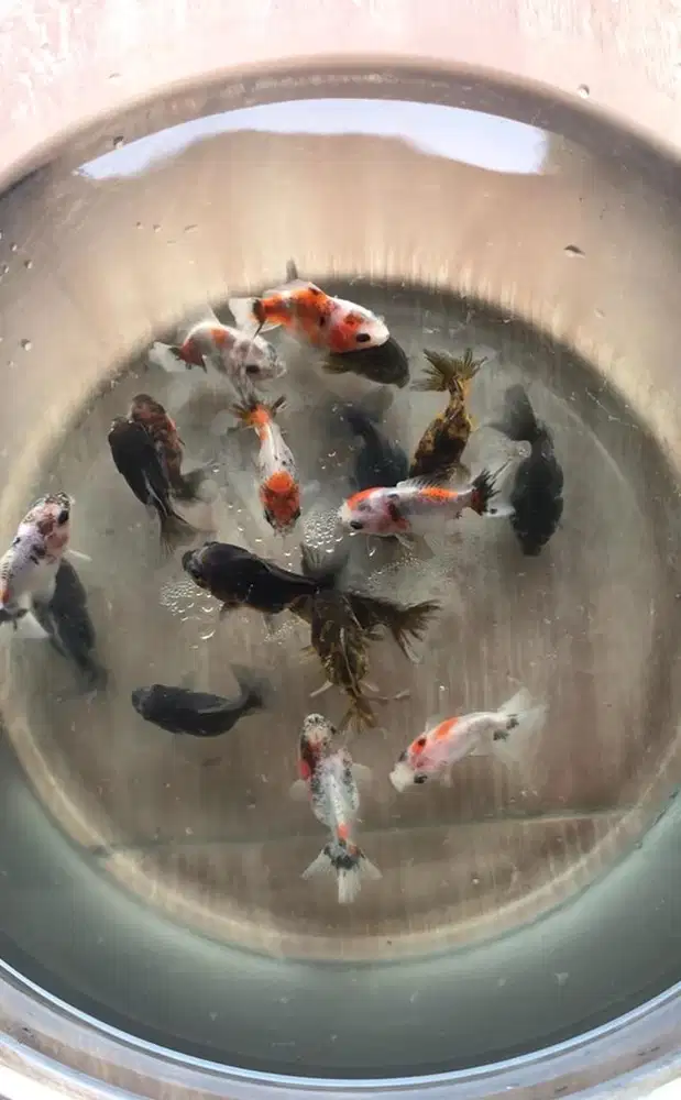 Mas koki oranda sort tail