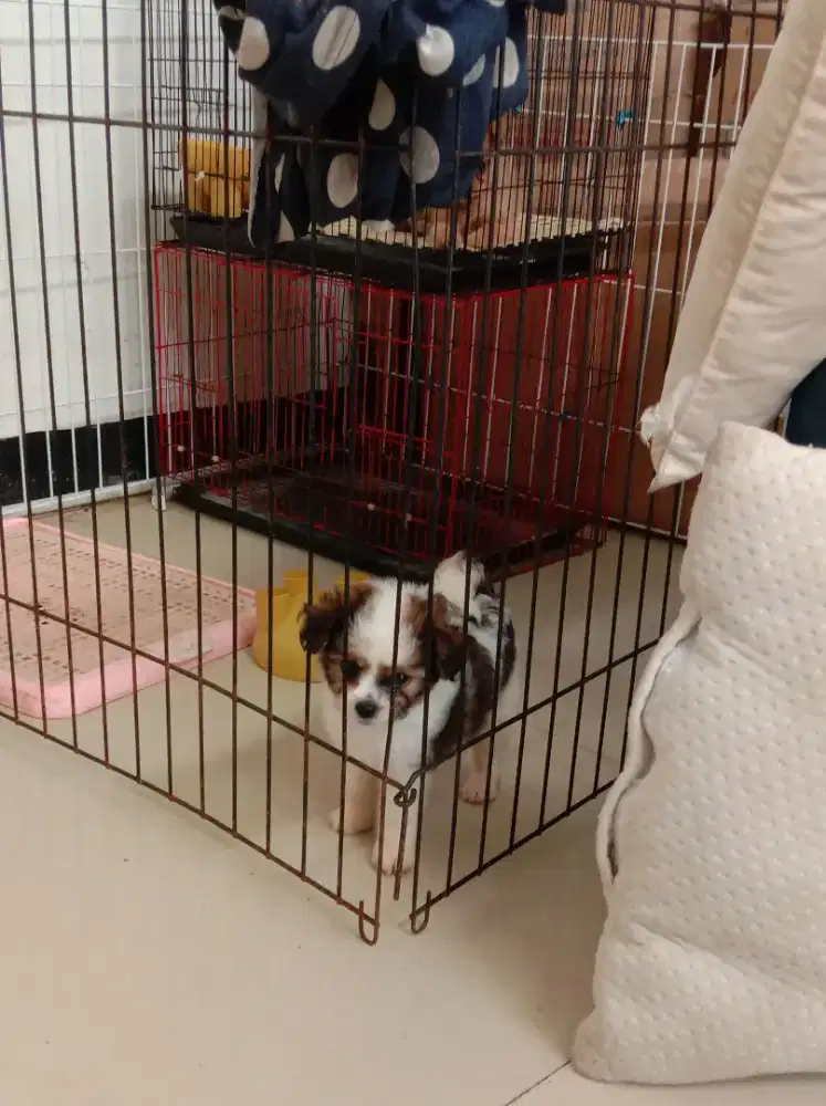 Anak anjing / Puppy Shihtzu Nett