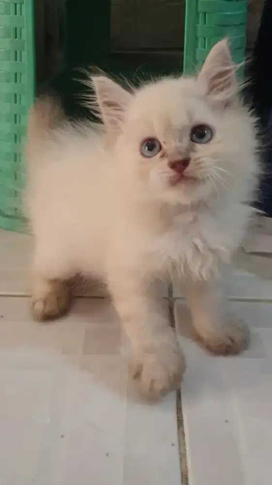 Munsckin Himalaya non standart