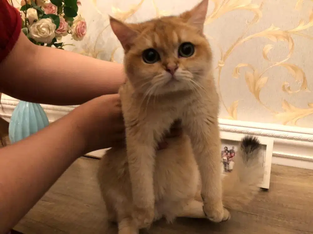 Kucing British Short Hair Golden AY 25 Kitten