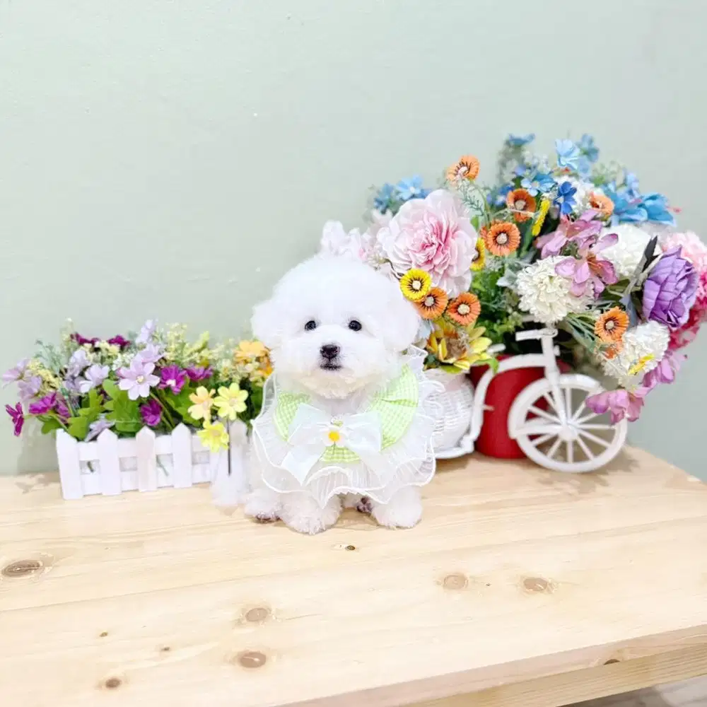 Korean mini bichon male bloodline import korea bulu super tebal