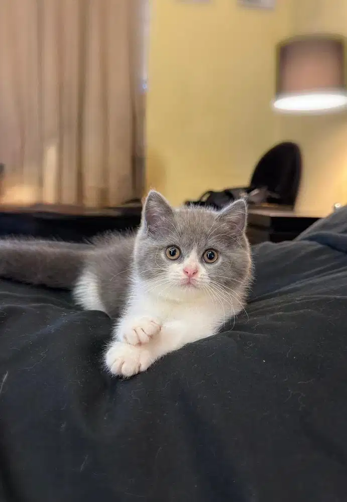 Kucing British Shorthair Bicolor FEMALE BSH SF